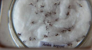 Goiás cria sala de situação para monitorar doenças causadas pelo Aedes Aegypty
